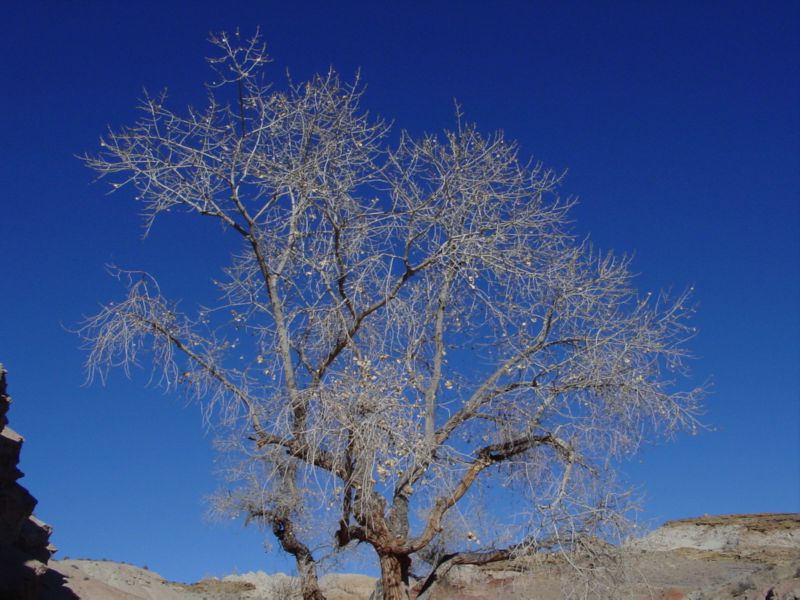 04160302LittleWildHorse (1006)